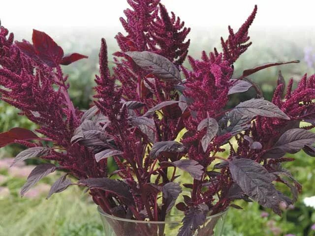 Амарант метельчатый бордовый. Амарант метельчатый ошберг. Амарант метельчатый вишневый бархат. Амарант метельчатый. Амарант вишневый бархат.