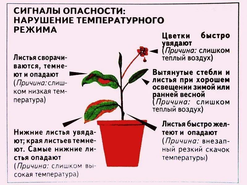 Режим воздушной опасности. Температурный режим растений. Температурный режим для комнатных растений. Оптимальная температура для комнатных растений. Комнатные цветы температурный режим.