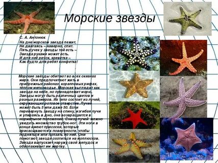 Сколько лет морские