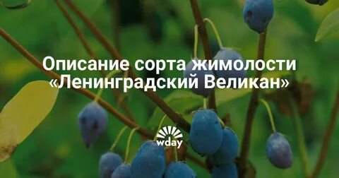 Жимолость сорт ленинградский
