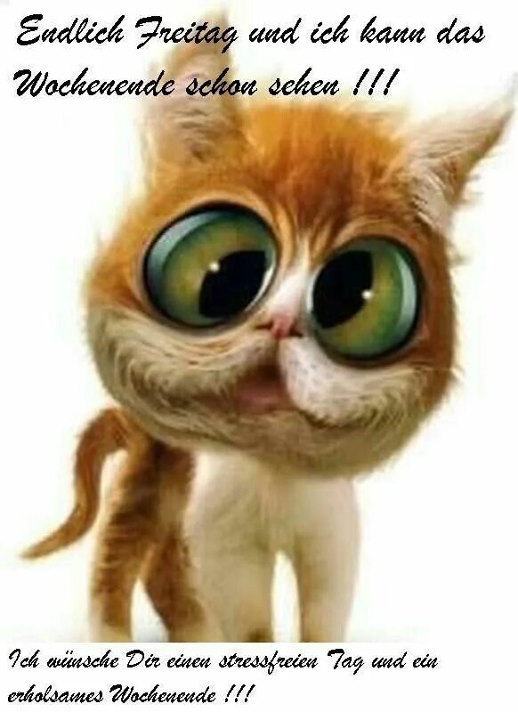 Открытки гутен морген фрайтаг. Freitag сумки. Открытки гутен морген фрайтаг. Freitag лого. Freitag картинки.