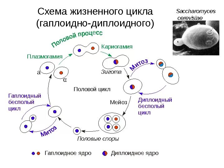 Диплоидная стадия жизненного цикла. Жизненный цикл Saccharomyces cerevisiae. Схема цикла воспроизведения Saccharomyces cerevisiae. Жизненный цикл сахаромицетов. Образование гаплоидной макроспоры мейоз образование восьмиядерного