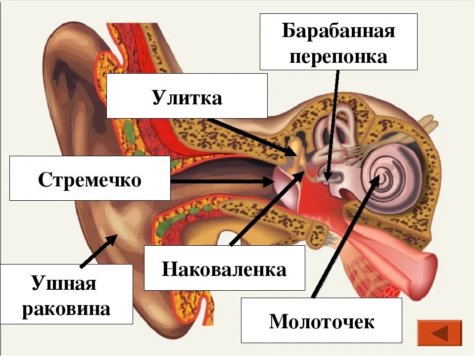 Положение барабанной перепонки. Барабанная перепонка строение уха. Анатомия уха барабанная перепонка. Строение барабанной перепонки анатомия. Схема барабанная перепонка барабанная.