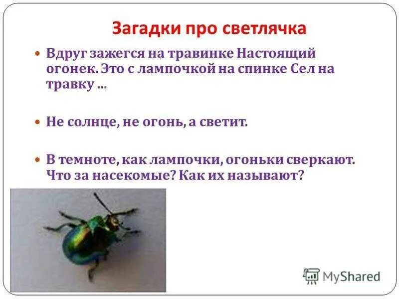Стих про светляч4п. Песня светлячок текст. Светлячок насекомое описание. Светлячок насекомое доклад. Доклад про светлячков.