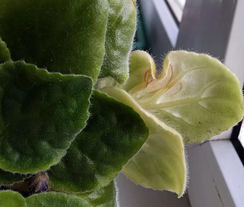 Узамбарская фиалка болезни листьев. Почему желтеют листья у фиалки. У фиалки побледнели листья. Узамбарская фиалка болезни. Почему желтеют листья у фиалки.