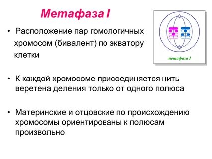 Расположены парами