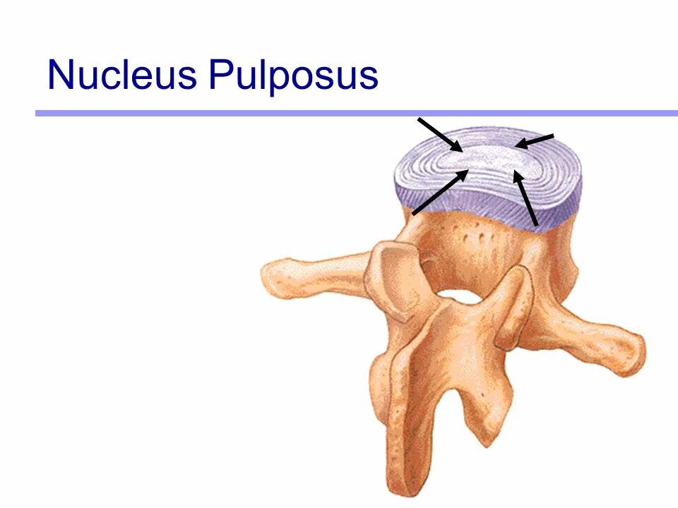 Nucleus splitting. Nucleus pulposus. нуклеус пульпосус. nucleus pulposus анатомия. nucleus pulposus  микропрепарат.