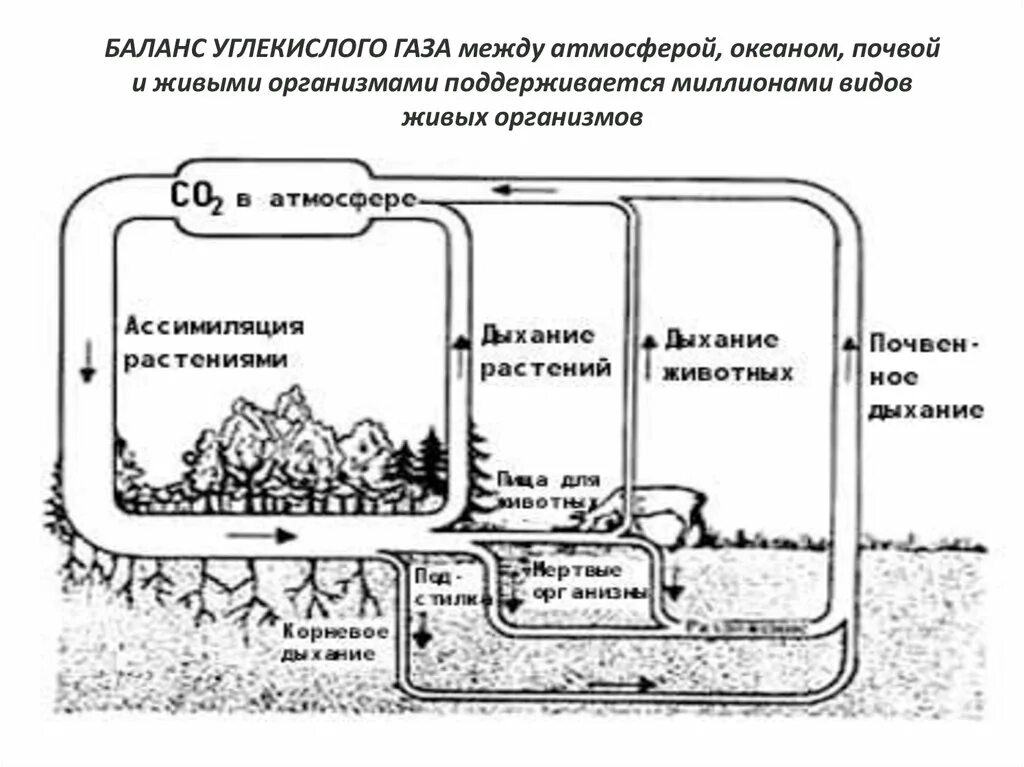 Углекислый газ функции в биосфере. Баланс углекислого газа. Баланс углекислоты в атмосфере. Баланс углекислого газа и кислорода в атмосфере. Углекислый ГАЗ В почве.