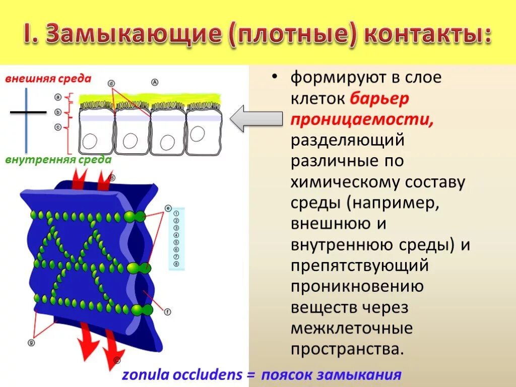 Плотный середина. Схема строения межклеточных контактов. Плотное межклеточное соединение. Строение межклеточных соединений. Плотный межклеточный контакт.