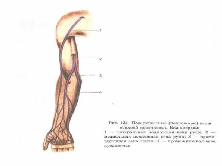 Вены верхней конечности. Латеральная подкожная Вена верхней конечности. Латеральная подкожная Вена руки анатомия. Латеральная подкожная Вена предплечья. Промежуточная латеральная подкожная Вена.