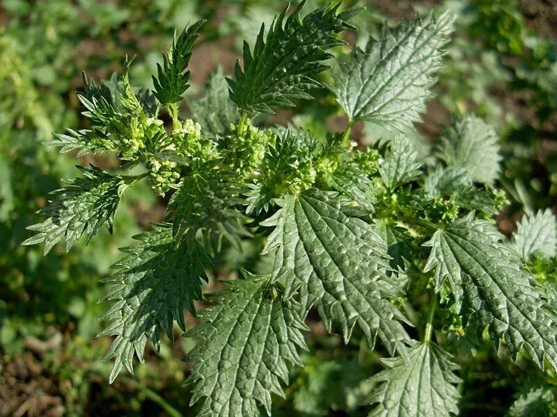 Крапива двудомная. Крапива жгучая (Urtica urens). Крапива жгучая (Urtica urens l.). Крапива Жалюка. Крапива семейство