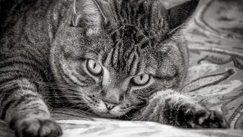 Черно белая шерсть у кошки