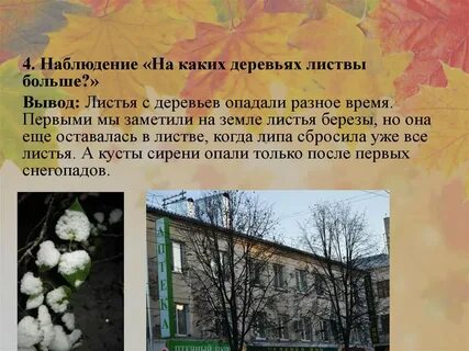 Когда опадают листья с деревьев