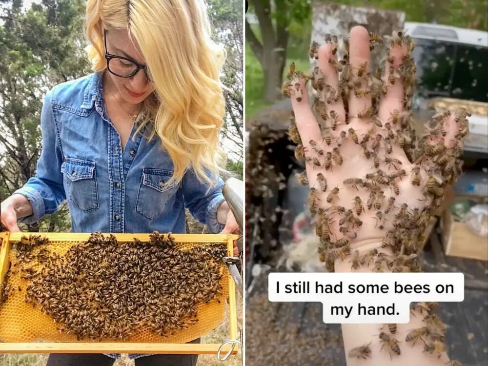 Умирают ли пчелы. Erika Thompson Beekeeping. Стишок меня ужалила пчела.