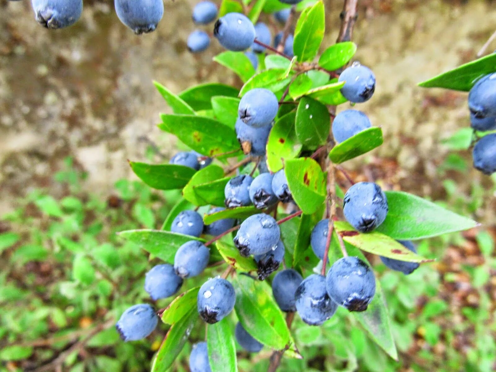 Mersin ягода. Мурт Мерсин фрукт. Вакциниум (Vaccinium cor.) Chandler, р9. Вакциниум (Vaccinium macr.) Pilgrim, р9.