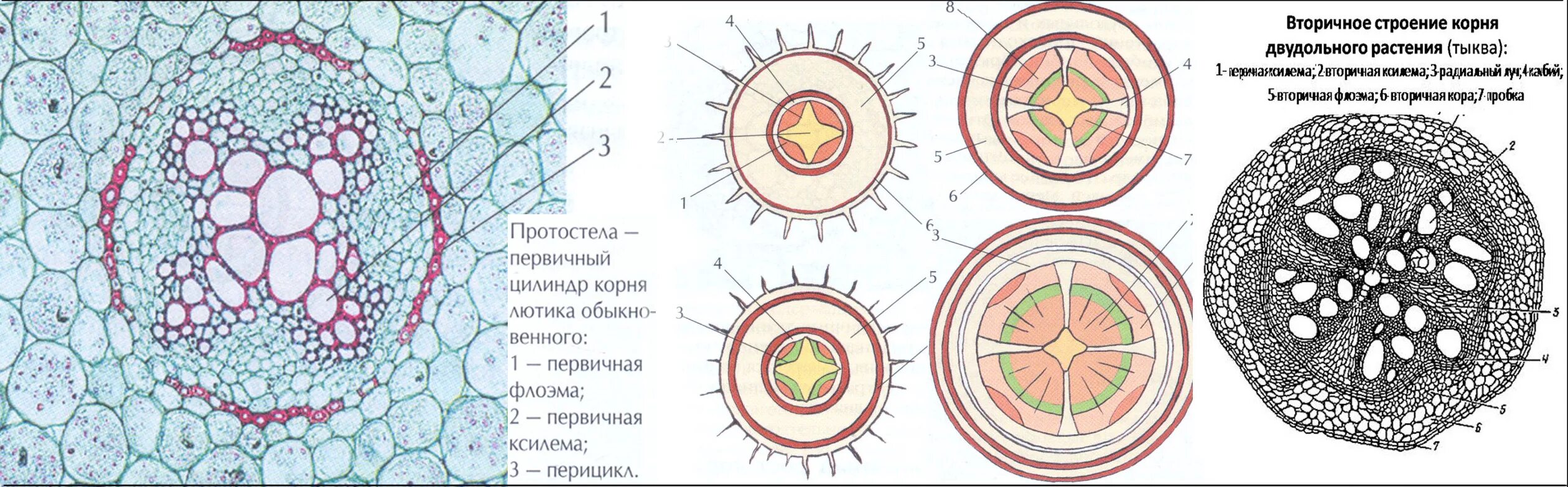 Поперечный срез корня однодольного растения. Первичное строение корня на поперечном срезе корня ириса. Анатомический срез корня однодольного растения. Срез стебля однодольного растения.