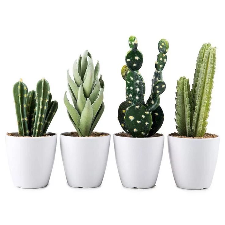 Cacti бренд. Гладкий Кактус. Кактус опунция микс. Кактус Плант. Кактус в белом горшке.