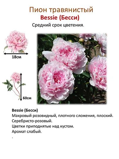 Bessie Peony - A Beloved Favorite