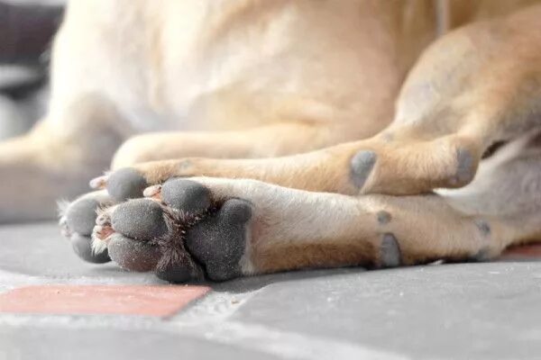 Puppy paws on a man`s hand stock photo. Image of nature - 130495470