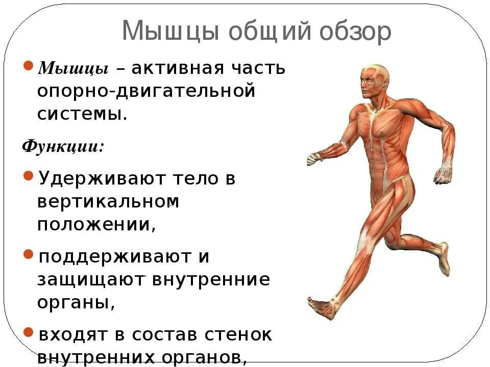 Работа и функции мышц. Мышцы общий обзор 8 класс. Функции мышечной системы человека. Функции мышц в организме человека. Строение и функции мышечной системы человека.