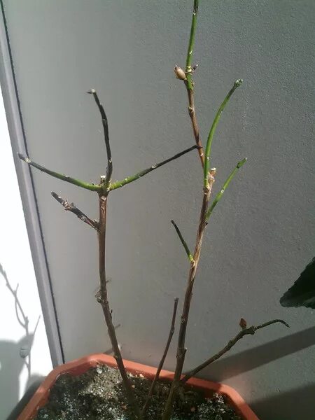 Фикус каучуконосный отростки. Фикус бенджамина опадают листья. Фикус бенджамина листья. Корневая гниль фикуса бенджамина. Каучуконосный фикус чахнет.