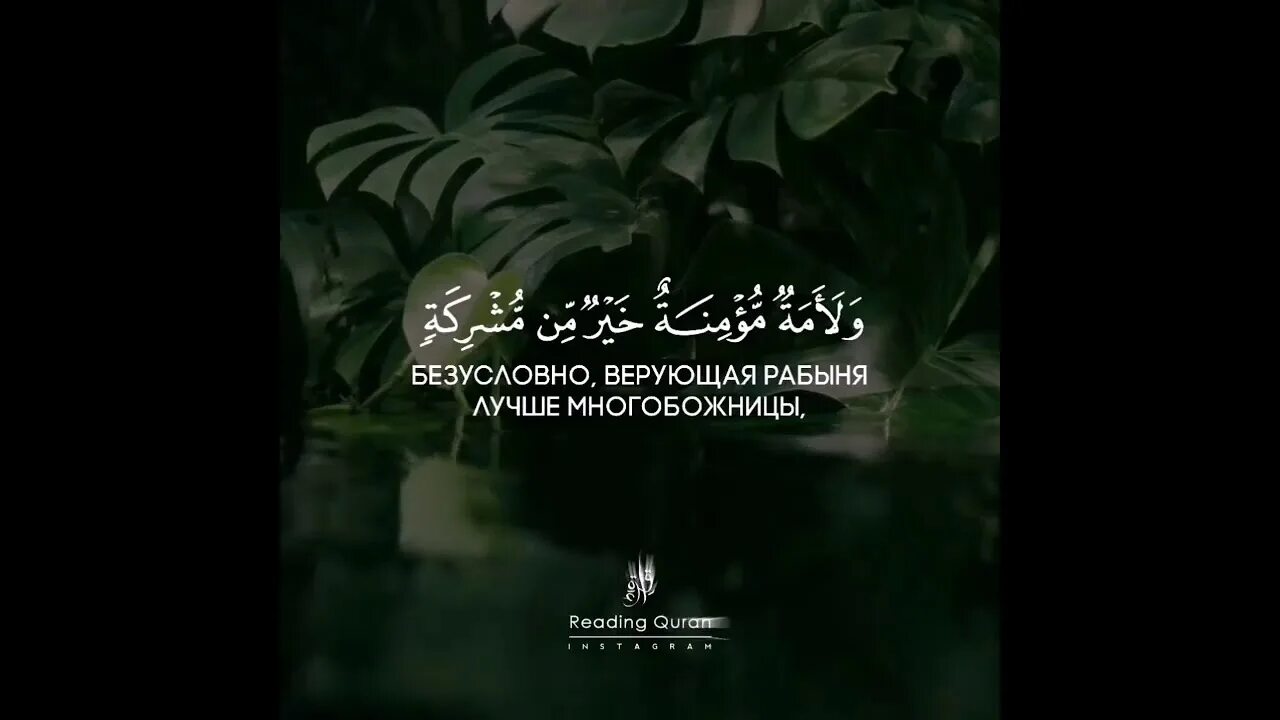 Аяты из корана. 185 аят сура бакара. Последние два аята суры бакара. Коран 2 156. Аят корова.