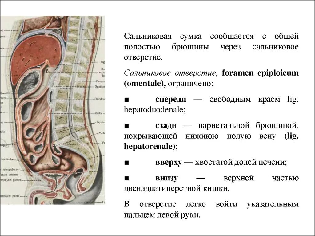 Винслово отверстие. Сальниковая сумка спереди образована. Сумки брюшины сальниковая топография. Сальниковая сумка брюшины анатомия. Топография брюшины анатомия.