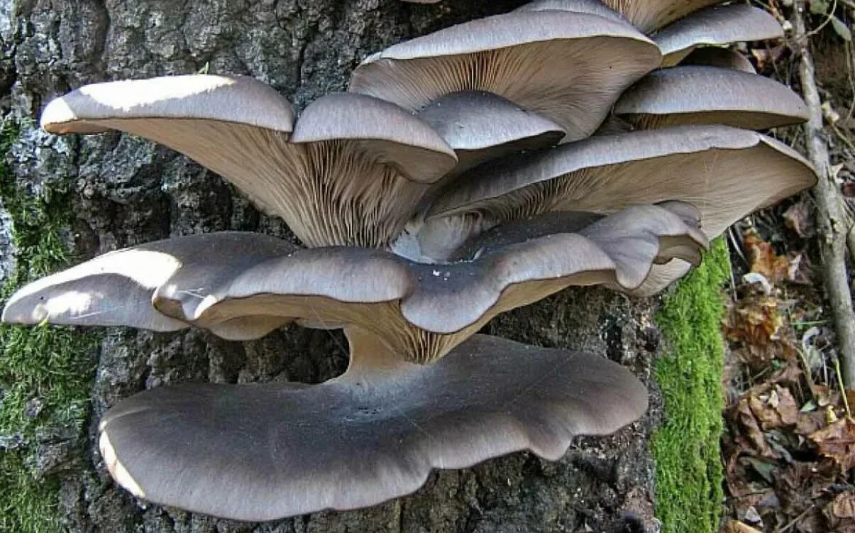 Как выглядят вешенки. Вешенка обыкновенная (Pleurotus ostreatus). Вешенка обыкновенная гриб. Вёшенка обыкновенная / Pleurotus ostreatus. Вёшенка обыкновенная грибы.