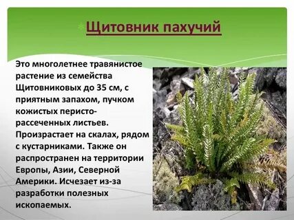 Растения красной книги казахстана