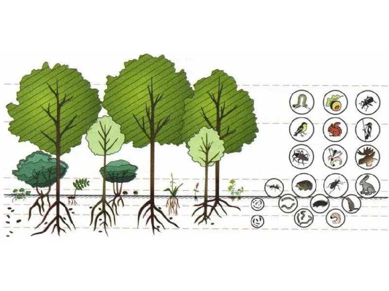 Растительное сообщество рисунок. Ярусы лесного биоценоза. Ярусность лесного биоценоза. Ярусность Дубравы. Ярусы лесного биогеоценоза Дубравы.