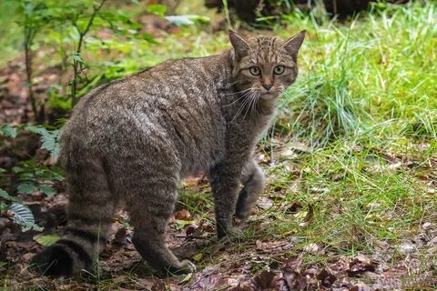 Трансельванские кошки
