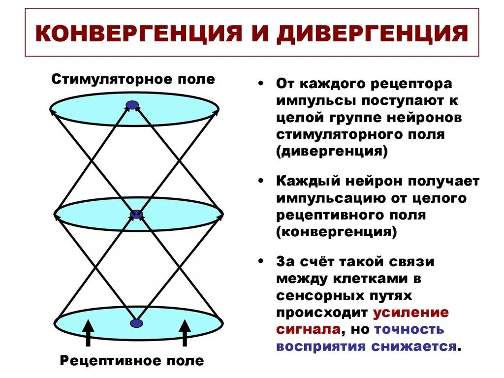 Конвергенция и дивергенци. Конференция и дивергенция. Дивергенция конвергенция параллелизм. Конвергенция физика.