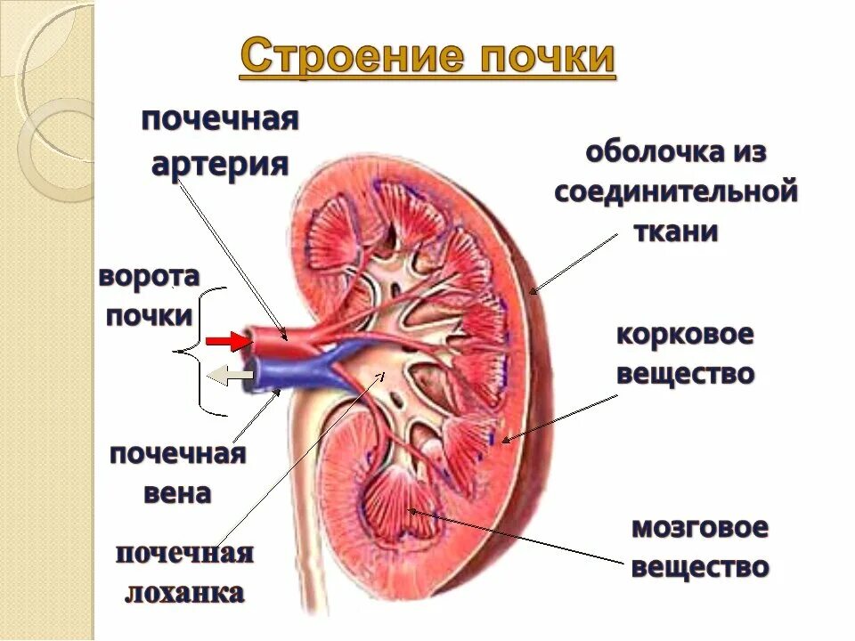 Мочевыделительная система строение и функции почек. Выделительная система строение почки. система выделения. строение и функции почек. мочевыделительная система биология 8 класс строение почки. выделительная система строение почки 8 класс.
