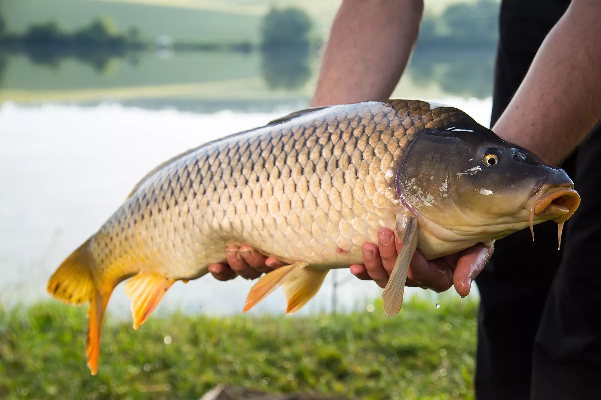 Купить живую рыбу карп. Сазан (Cyprinus Carpio). Карп (Cyprinus Carpio). Карп обыкновенный – Cyprinus Carpio. Сазан (= Карп обыкновенный) – Cyprinus Carpio.