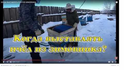 Когда выносить пчел
