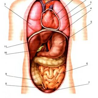 Tortue ninja - hdmulty.ru