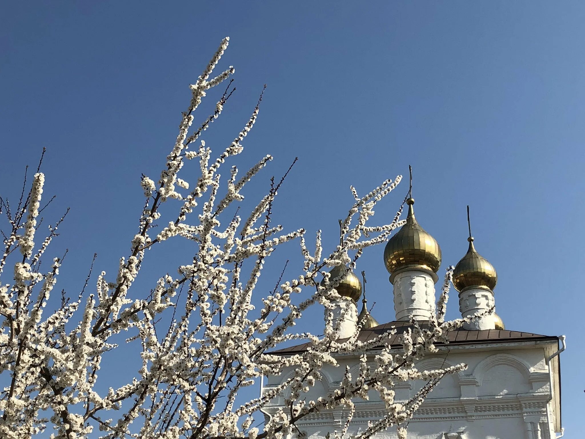 Верба Церковь Вербное Воскресение. С Вербным воскресеньем. Верба на Вербное воскресенье. Русское вербное воскресенье