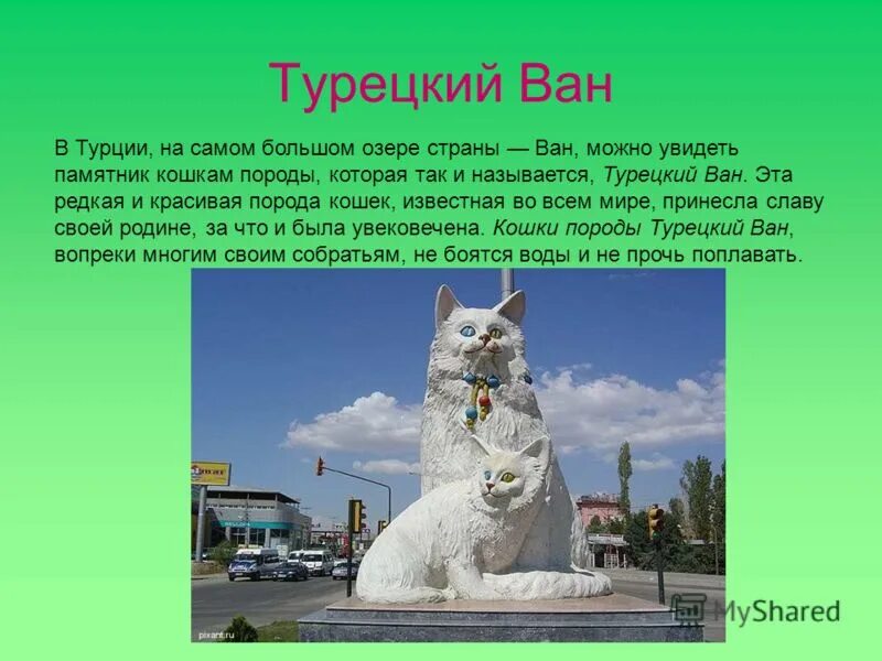 Памятник кошке рассказ