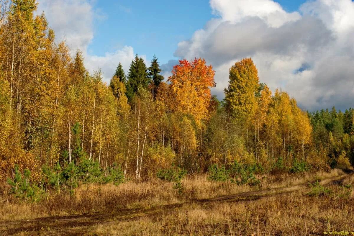лес стоит багряный. бунин лес словно терем расписной. золотая осень хмао малиновский. лес точно терем расписной расписной. лес золотой осенью.