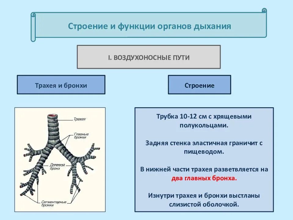 Воздухоносную функцию выполняет. Бронхи строение и функции. Строение и функции органов ды. Строение и функции органов дыхания. Трахея и бронхи строение и функции.