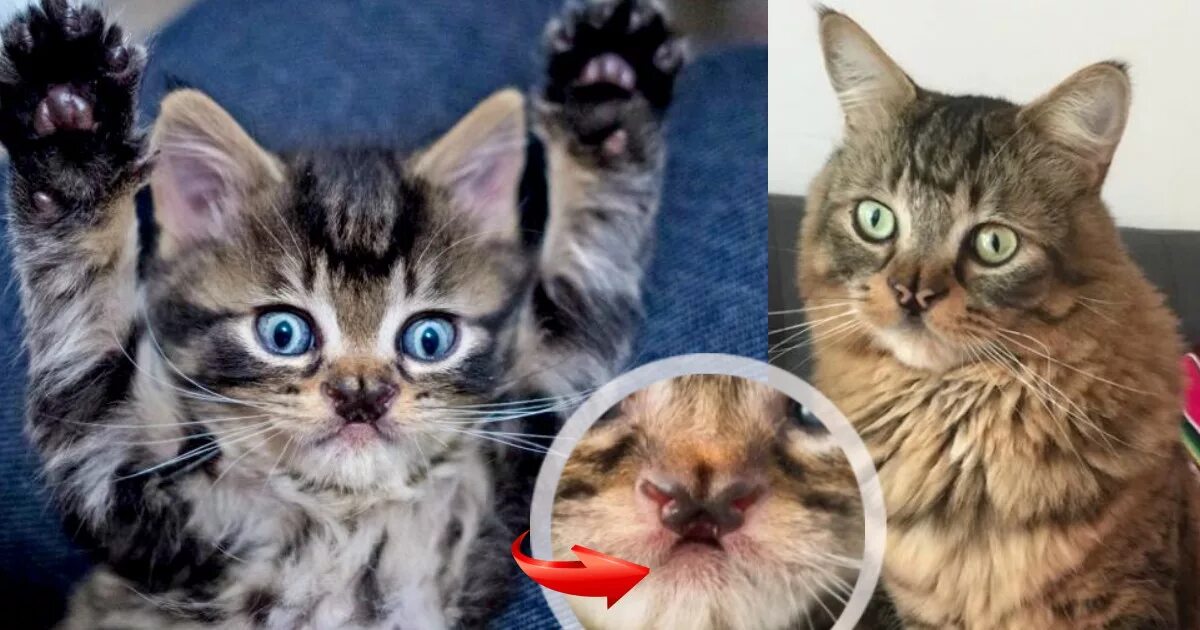 Кошка с носом в виде бабочки. Котенок бабочка болезнь. Кто это особенный кот