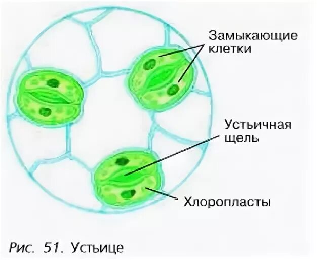 Хлоропласты в устьицах. Строение устьица. Устьица рисунок. Хлоропласты клеток устьиц. Устьица у растений это.