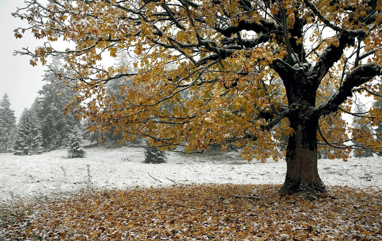 Природа в ноябре. Поздняя осень. Глубокая осень. Природа поздняя осень. Деревья в ноябре.