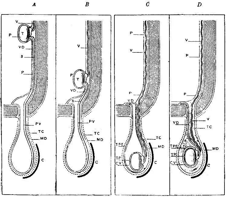 Размер яиц куриных с1 с2 с0. Яйца разные. Функции семенника:функции семенника. Почему яички разного размера. Орхидометр прадера.