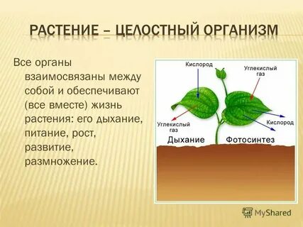Жизнь растений 1 вариант