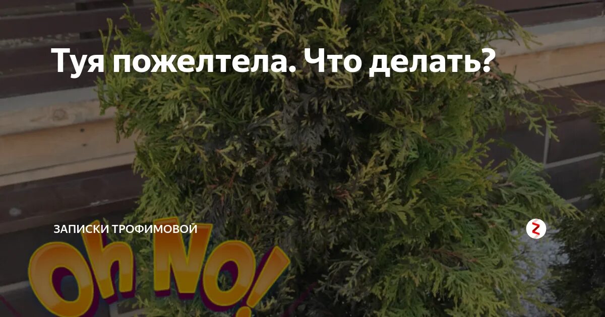 Туи пожелтели после посадки. Пожелтение туи после зимы. пожелтела зимой туя. туя пожелтела после зимы. желтеют местами туи.