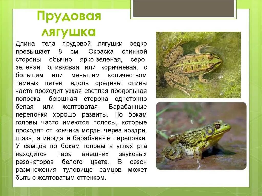 Сообщение о земноводном 2 класс окружающий мир