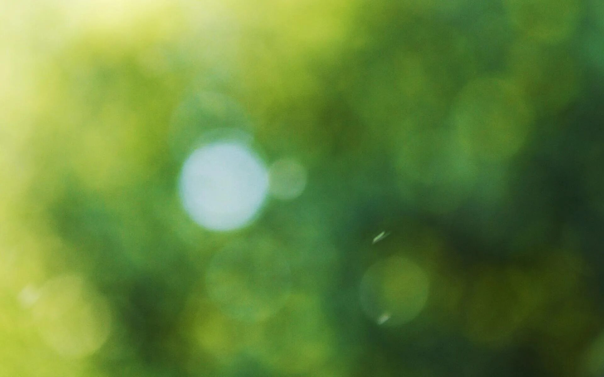 зеленый градиент. темно зеленый фон. зеленое боке. зеленый блик. темно зеленый размытый фон.