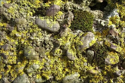Moss rocks