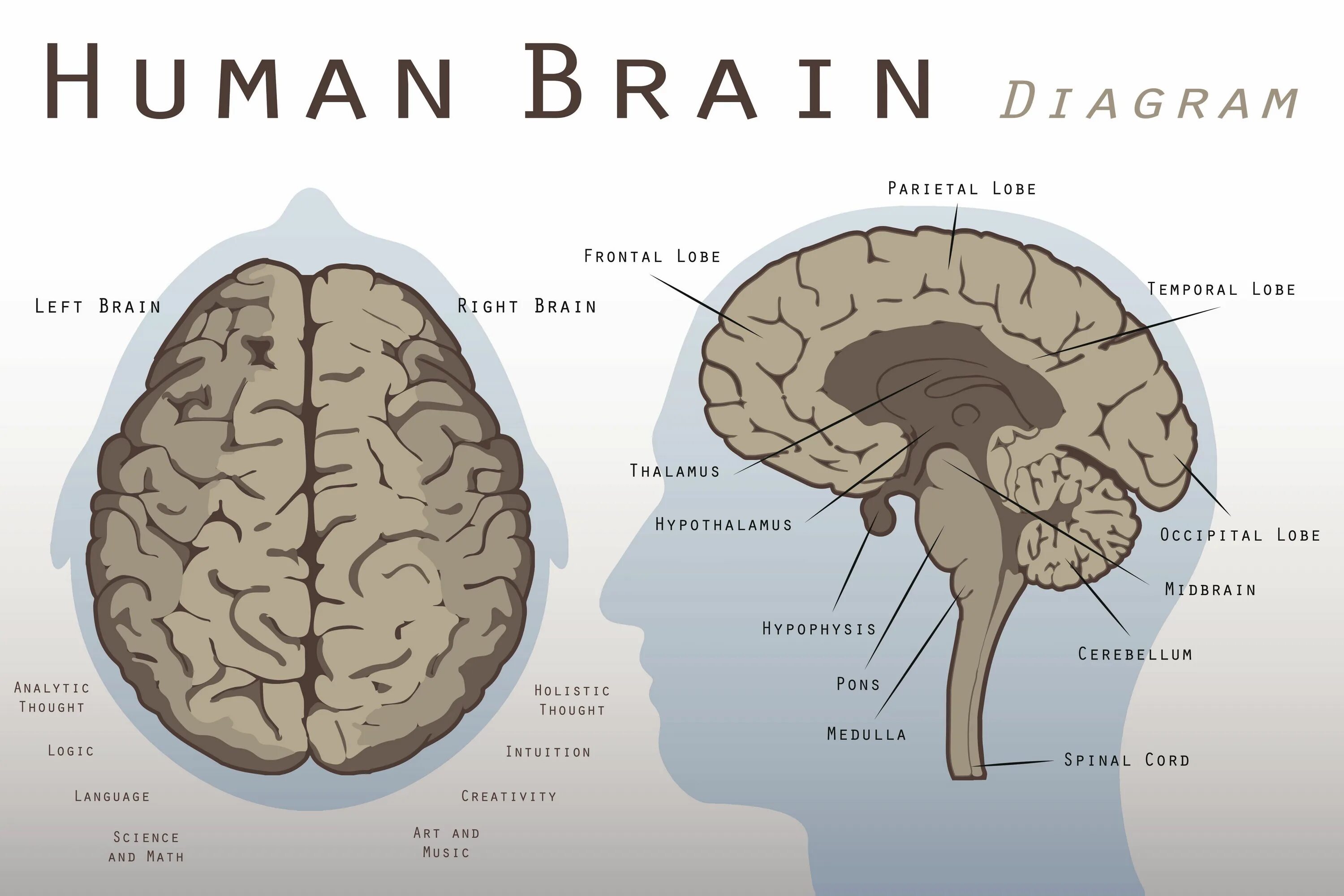 Brain structure. Мозг человека схема. Диаграмма мозга. Brain midbrain. Схема строения головного мозга.